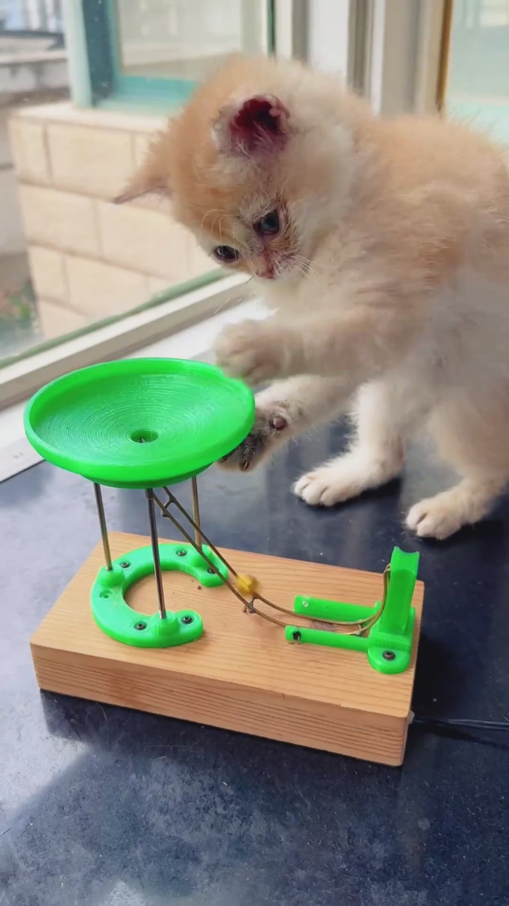 Perpetual Motion Machine Cat Toy